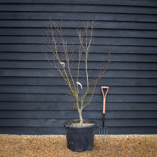 Acer palmatum 'Fireglow' - Height 170cm - 70lt