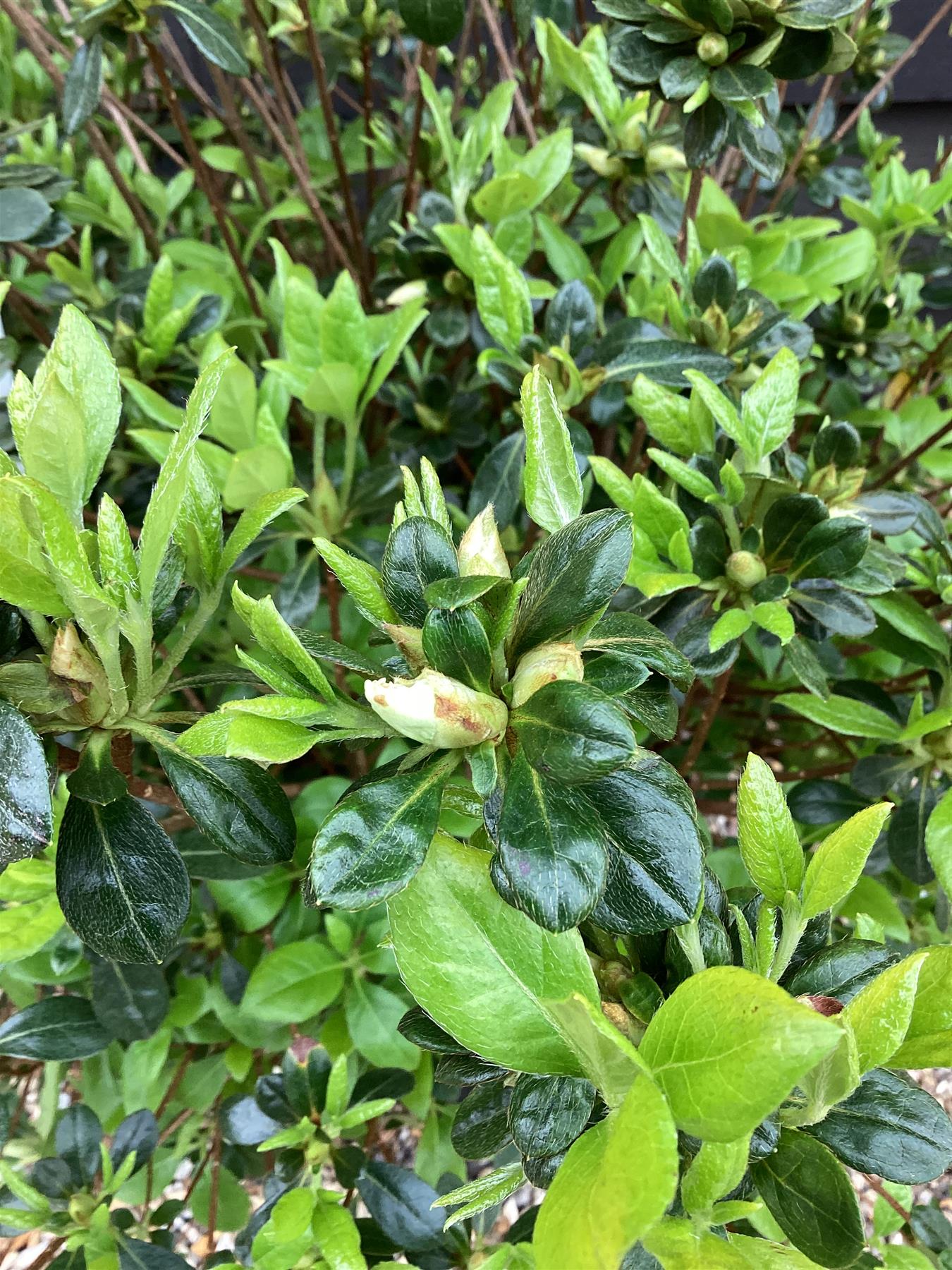 Azalea Japonica Dorothy Hayden| Rhododendron Dorothy Hayden - 70-80cm, 15lt