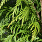 Thuja plicata 'Atrovirens' | Western Red Cedar 'Atrovirens' - 170-180cm - 30lt