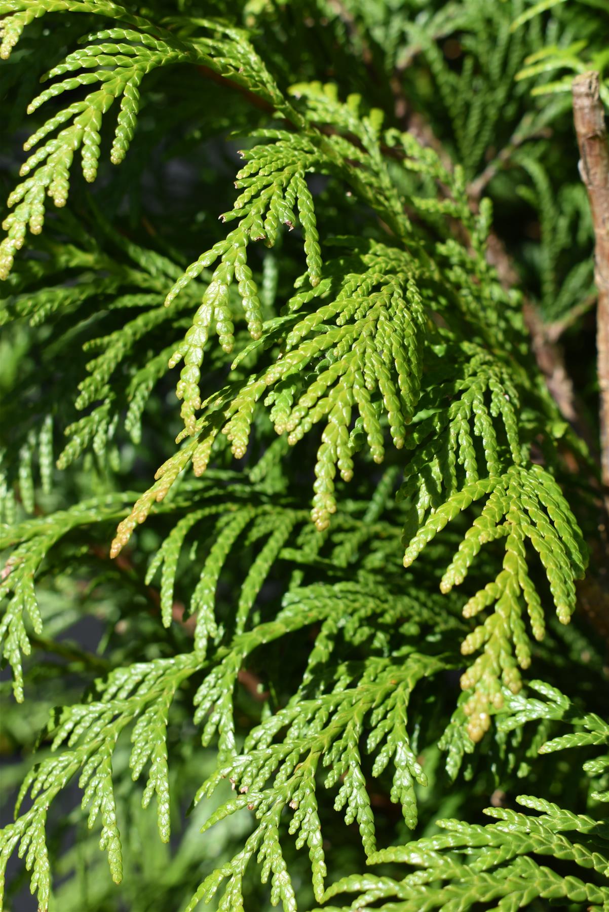 Thuja plicata 'Atrovirens' | Western Red Cedar 'Atrovirens' - 170-180cm - 30lt