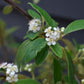 Cotoneaster 'Hybridus Pendulus' | Weeping Cotoneaster - 150-180cm, 10lt