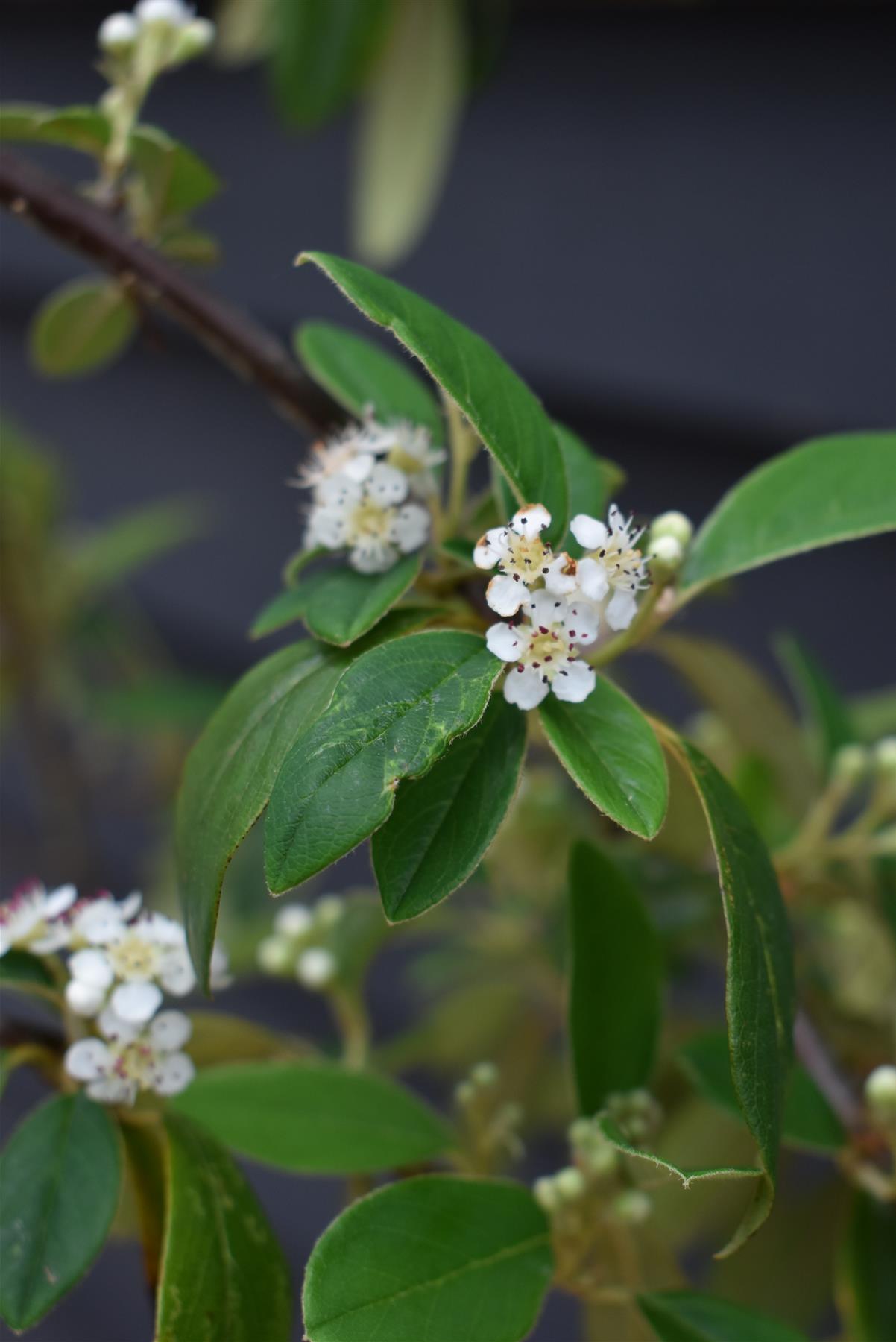 Cotoneaster 'Hybridus Pendulus' | Weeping Cotoneaster - 150-180cm, 10lt