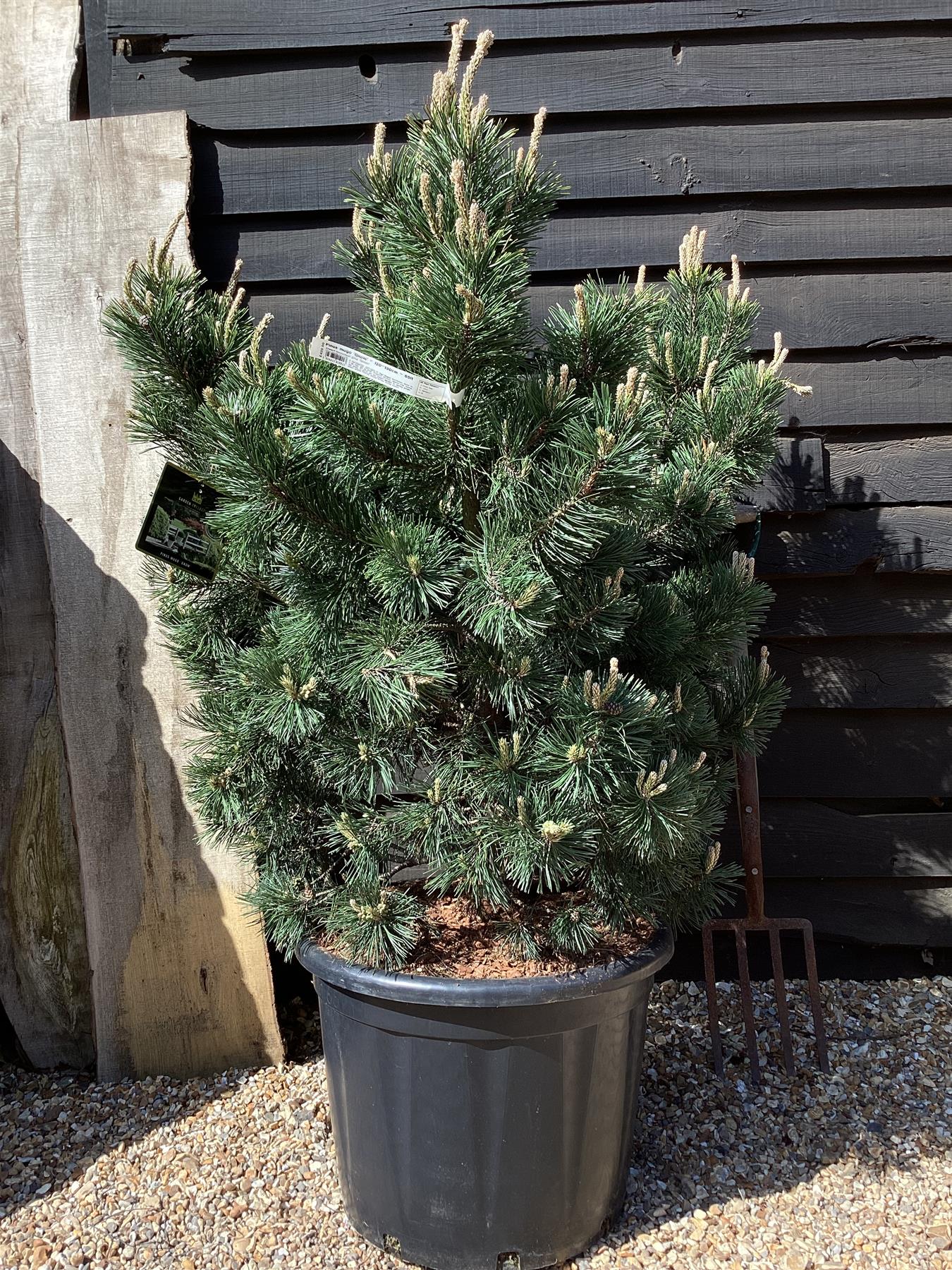 Pinus mugo 'Gnom' | Dwarf mountain pine - 110-120cm - 65lt