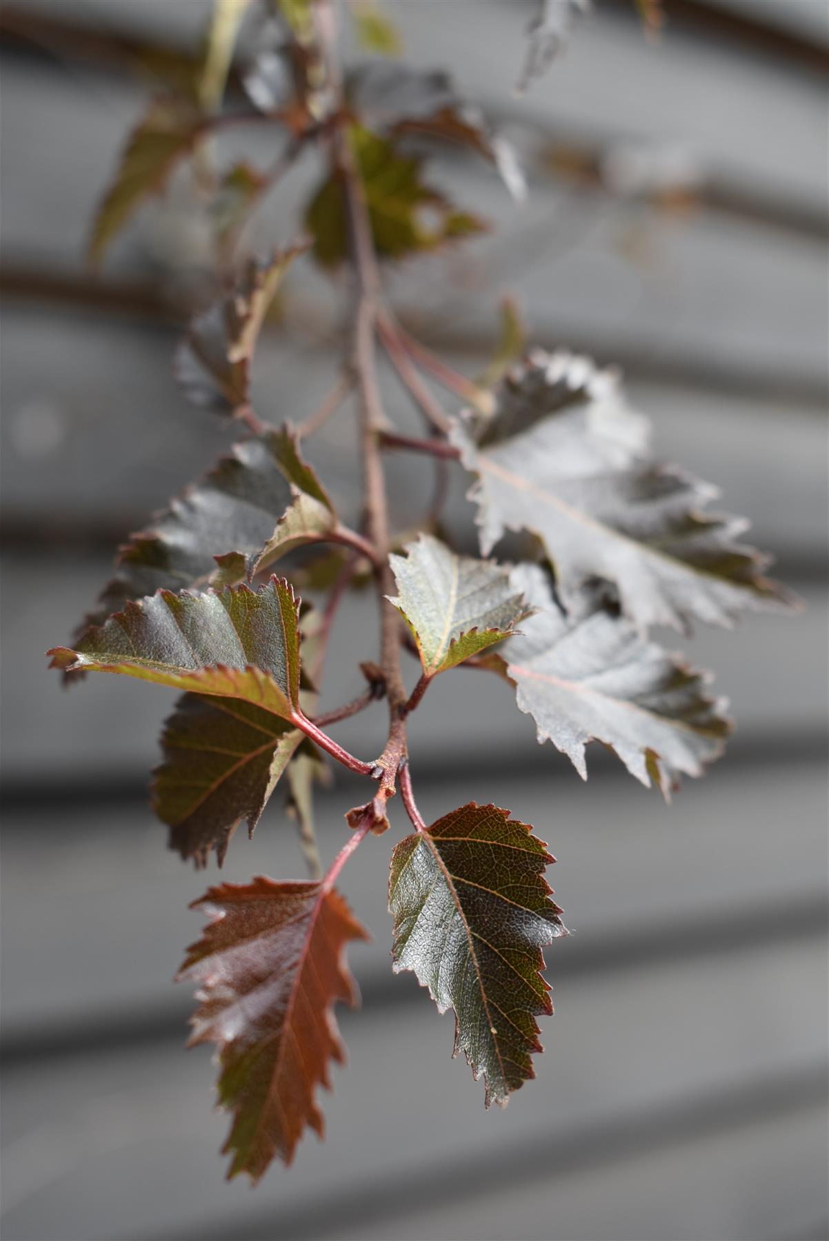 Purple-leaf Birch | Betula Purpurea - Height - 240-260cm - 12lt