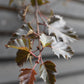 Purple-leaf Birch | Betula Purpurea - Height - 240-260cm - 12lt