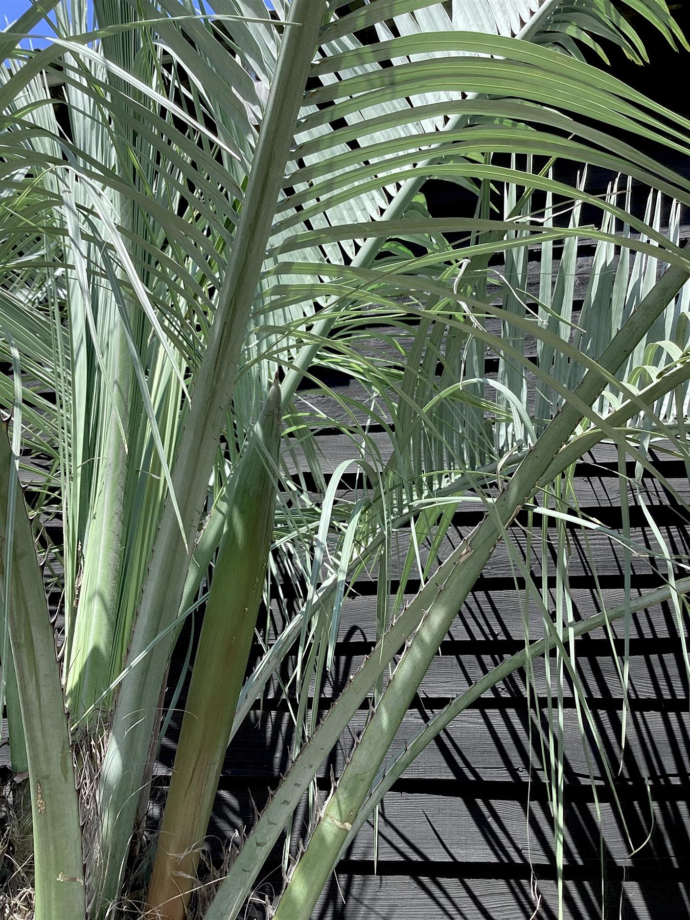 Butia capitata | Jelly palm - 270-290cm - 375lt