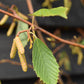 Alnus Incana Aurea - Grey Alder - Height 200-250cm - 20lt