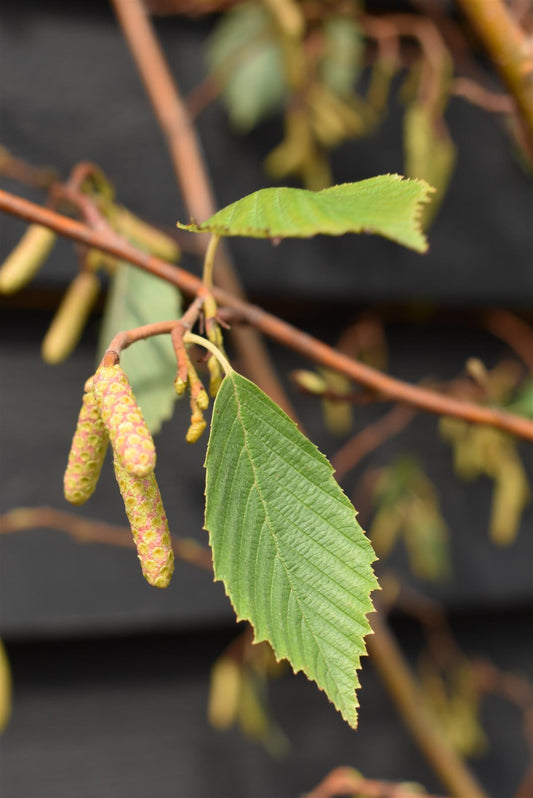 Alnus Incana Aurea - Grey Alder - Height 200-250cm - 20lt