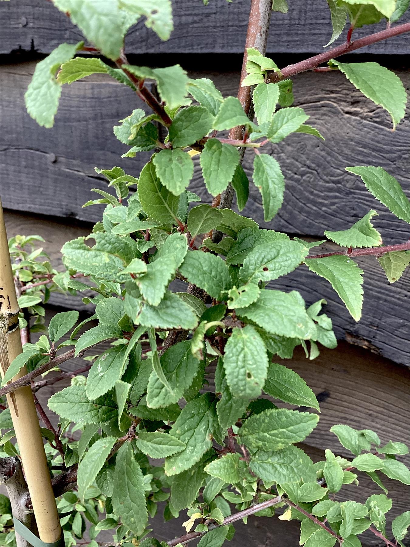 Damson 'Farleigh' on Myrobalan| Prunus insititia - Semi-Vigorous - 120-130cm - 12lt