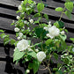 Philadelphus Virginal