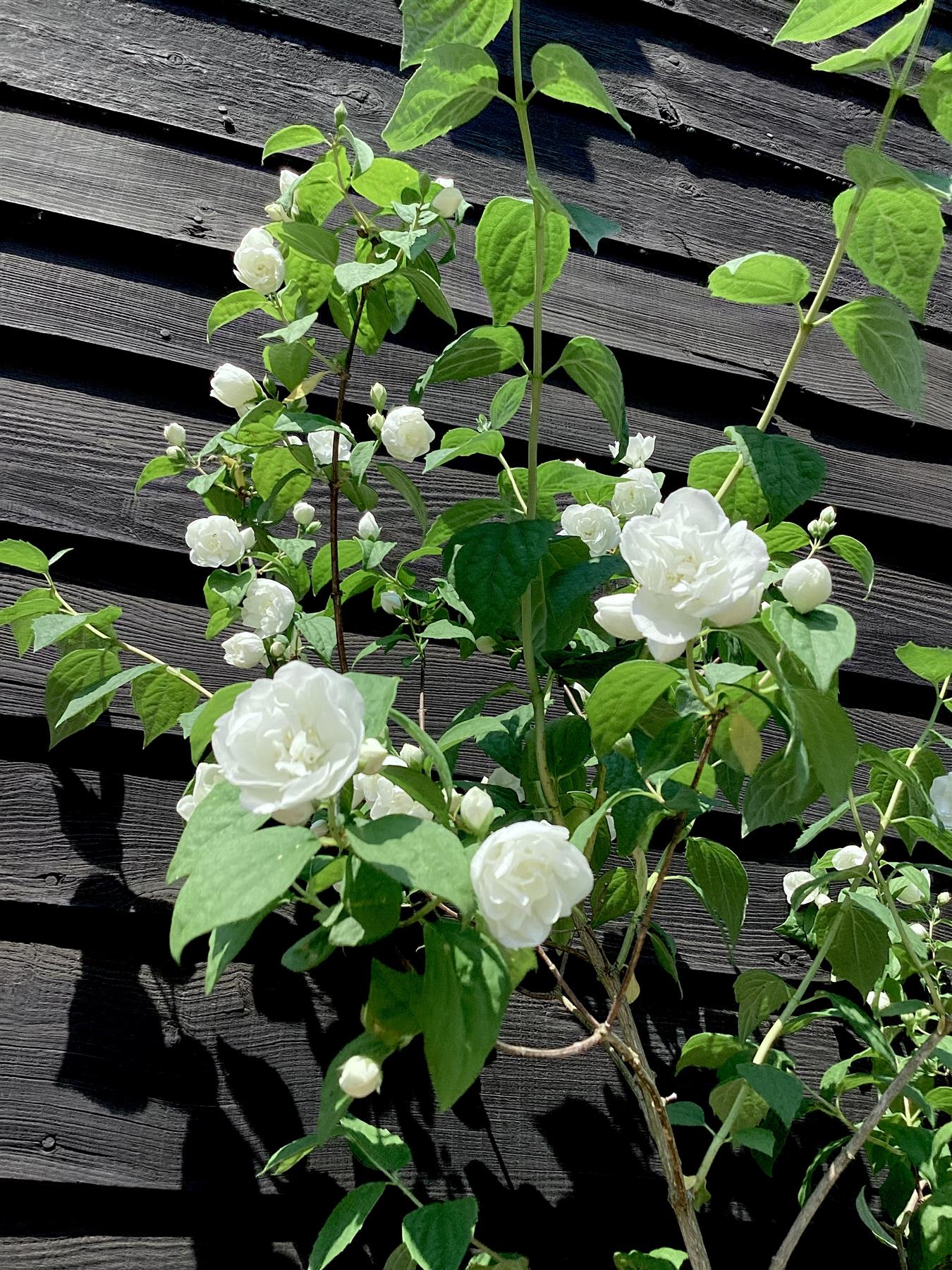 Philadelphus Virginal