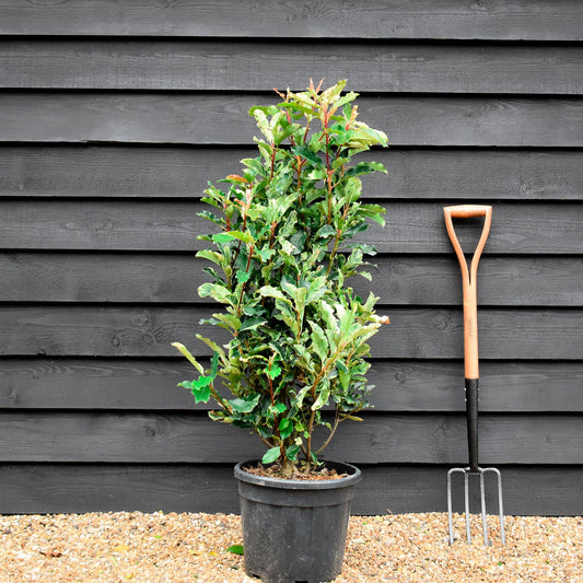 Photinia serratifolia - Pink Crispy - Bush - Shrub - Hedging - Height 130-140cm - 18lt