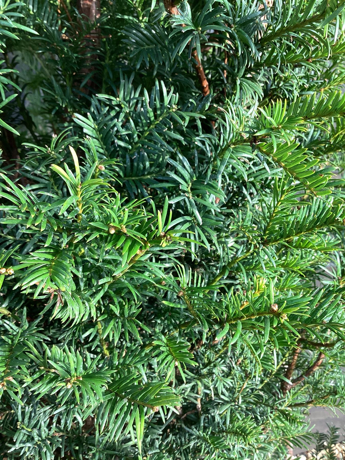 Taxus baccata | Common Yew - 180-200cm, 50lt