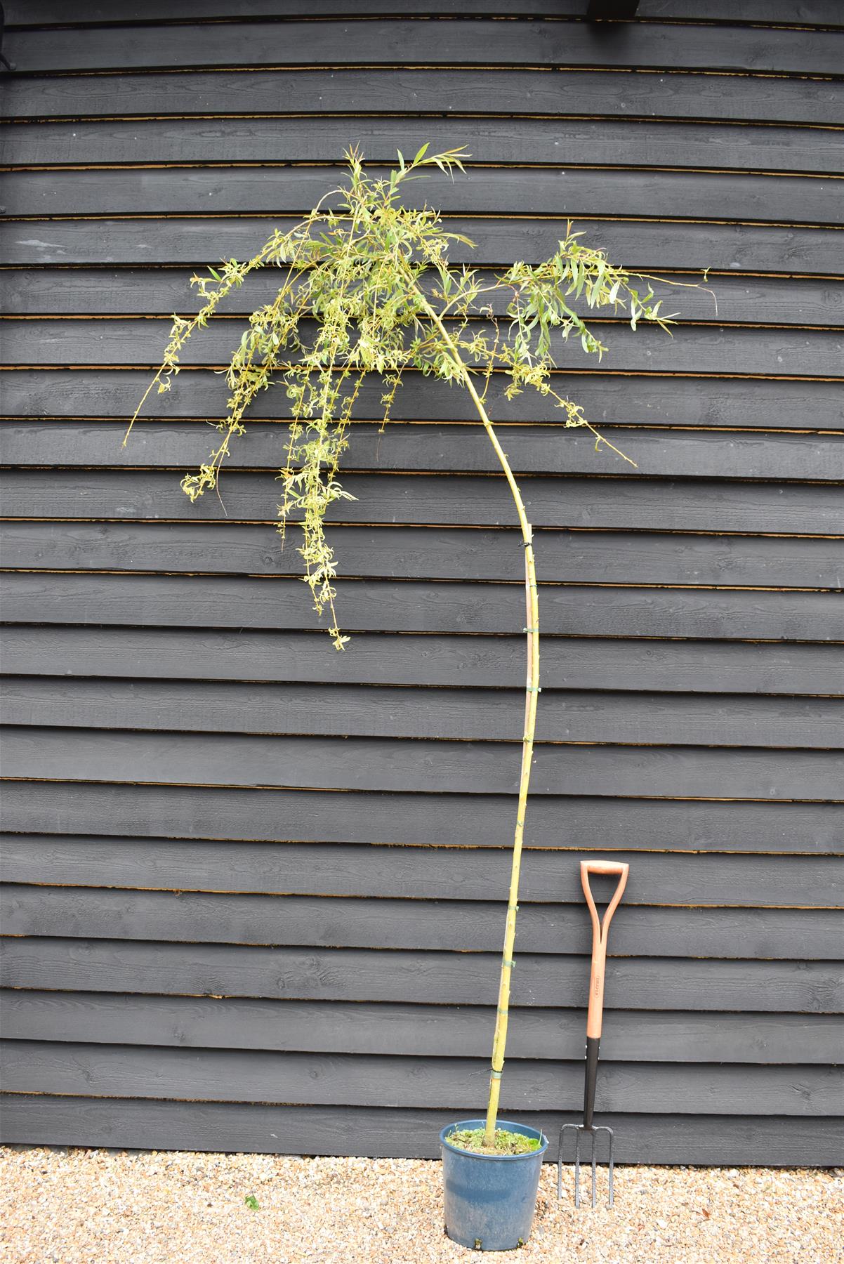 Salix Chrysocoma | Golden Weeping Willow - Height 175-200cm, 10lt