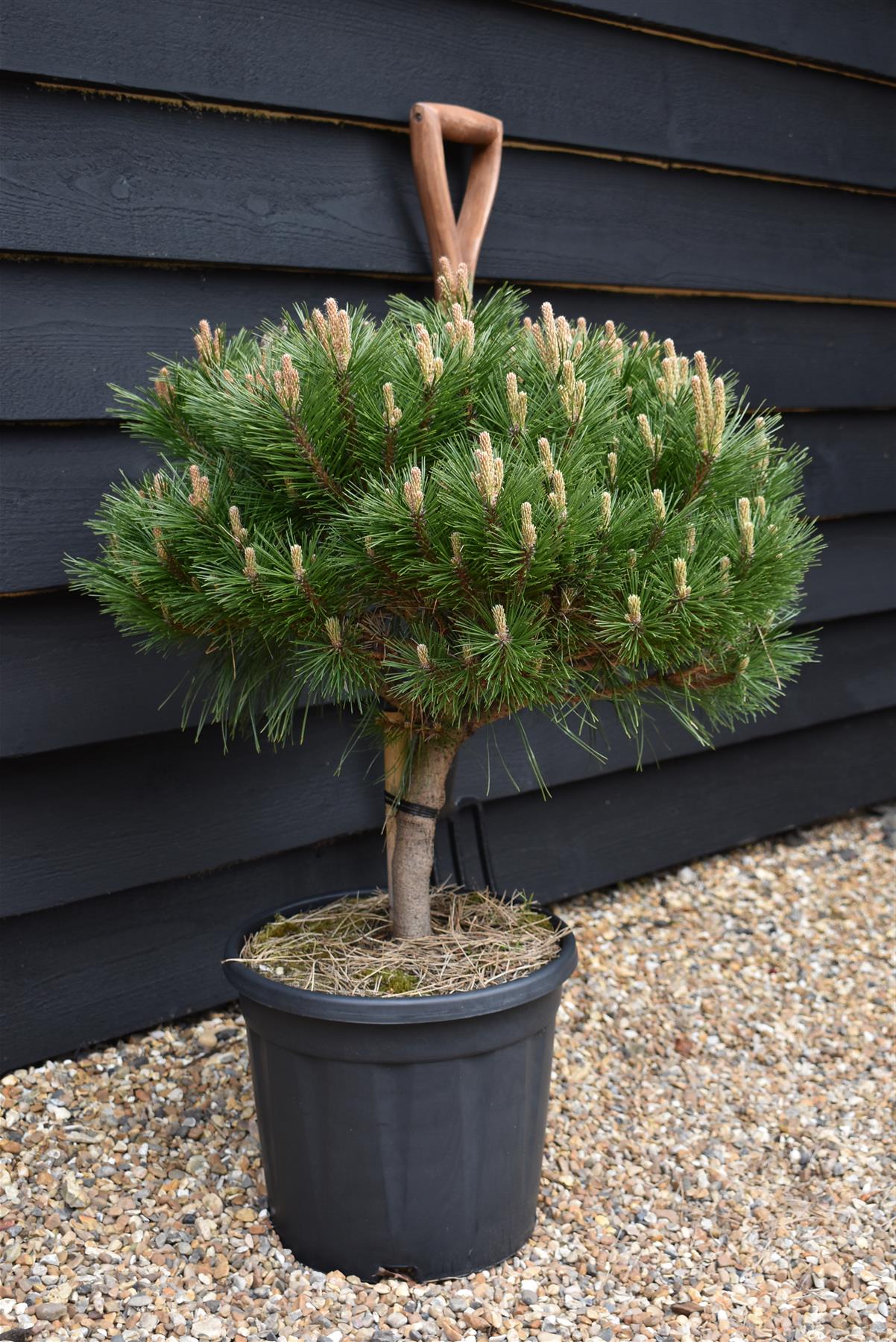 Pinus Nigra 'Brepo' | Dwarf Austrian Pine - Clear Stem 10cm - Height 50-60cm - Width 60cm - 18lt