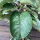 Apple tree 'Blue Moon' (Starline) | Malus domestica - 160-150cm - 10lt