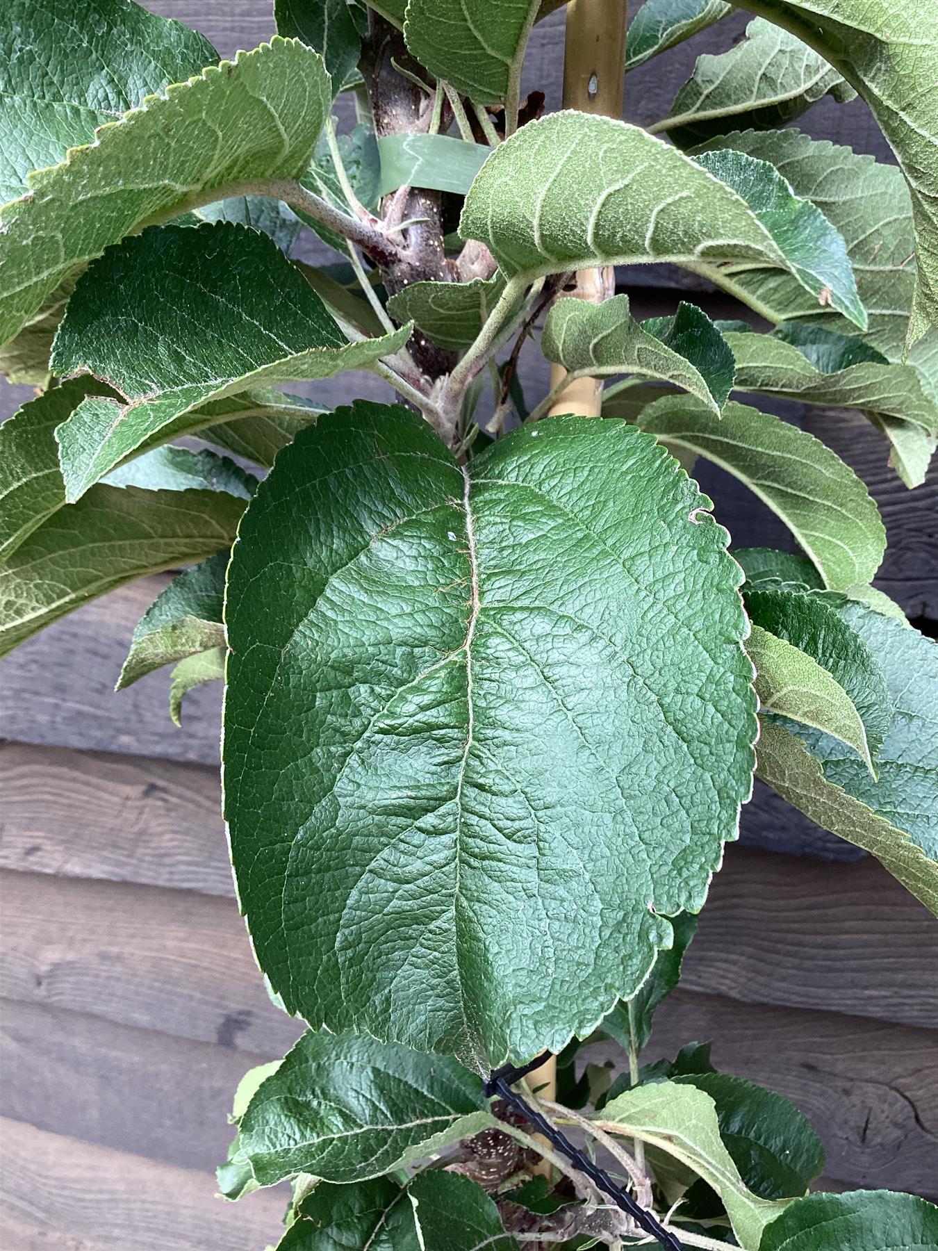 Apple tree 'Blue Moon' (Starline) | Malus domestica - 160-150cm - 10lt