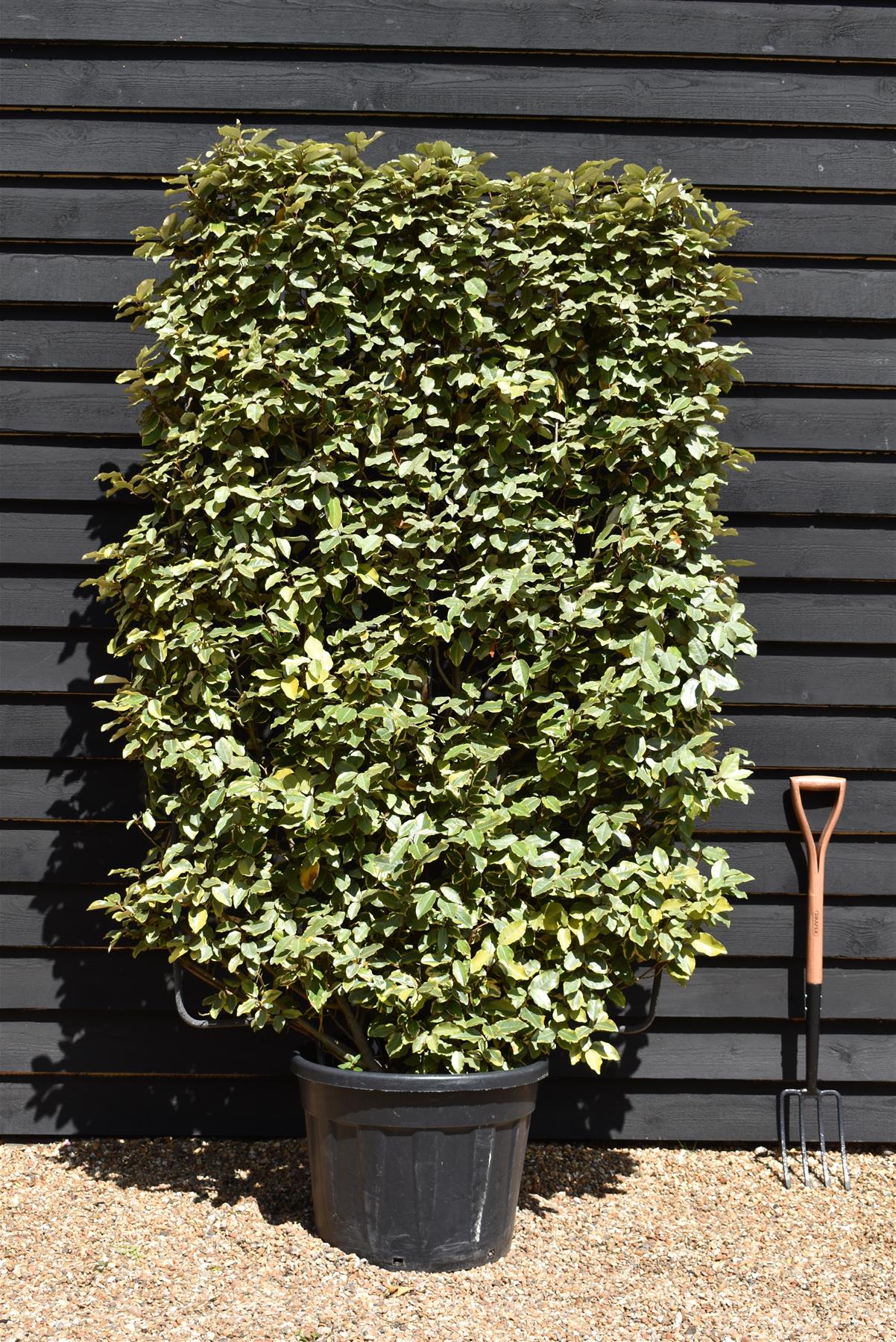 Elaeagnus 'Viveleg' | Oleaster 'Viveleg' - Metal Frame - 220cm - 55lt