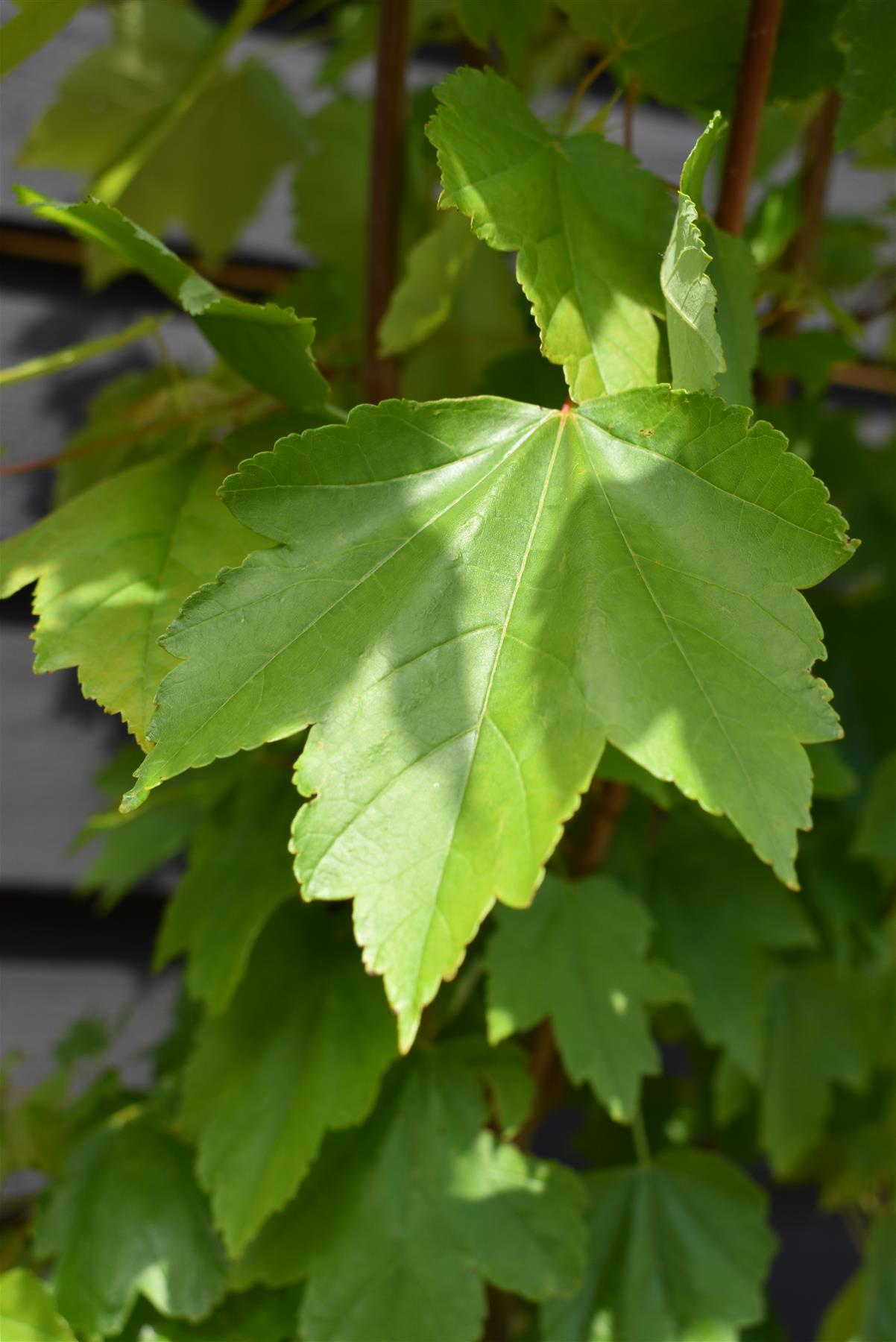 Acer Rubrum October Glory Maple | October Glory Red Maple  - 160-180cm, 10lt