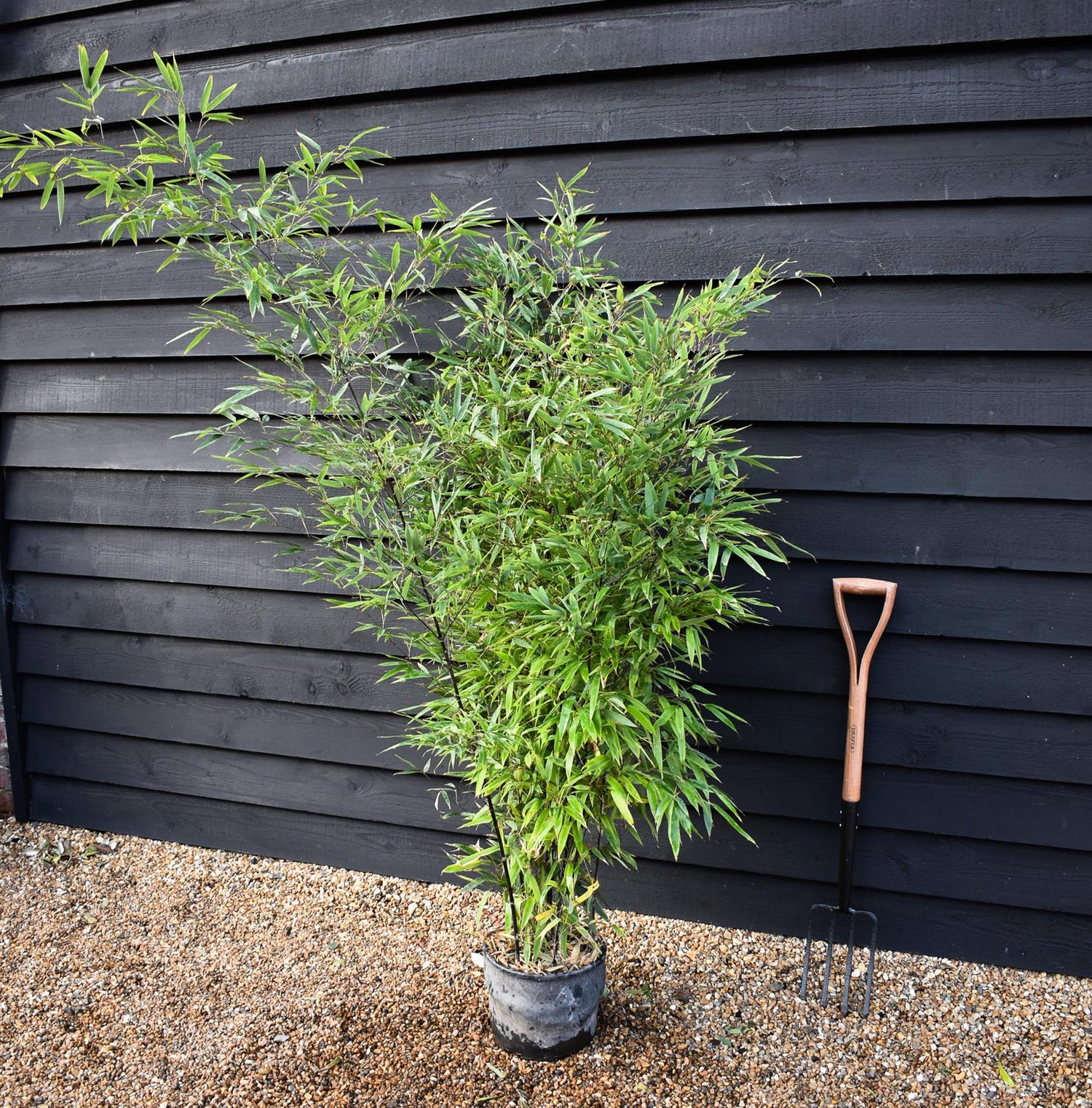 Phyllostachys nigra | Black Bamboo - 200cm -10lt