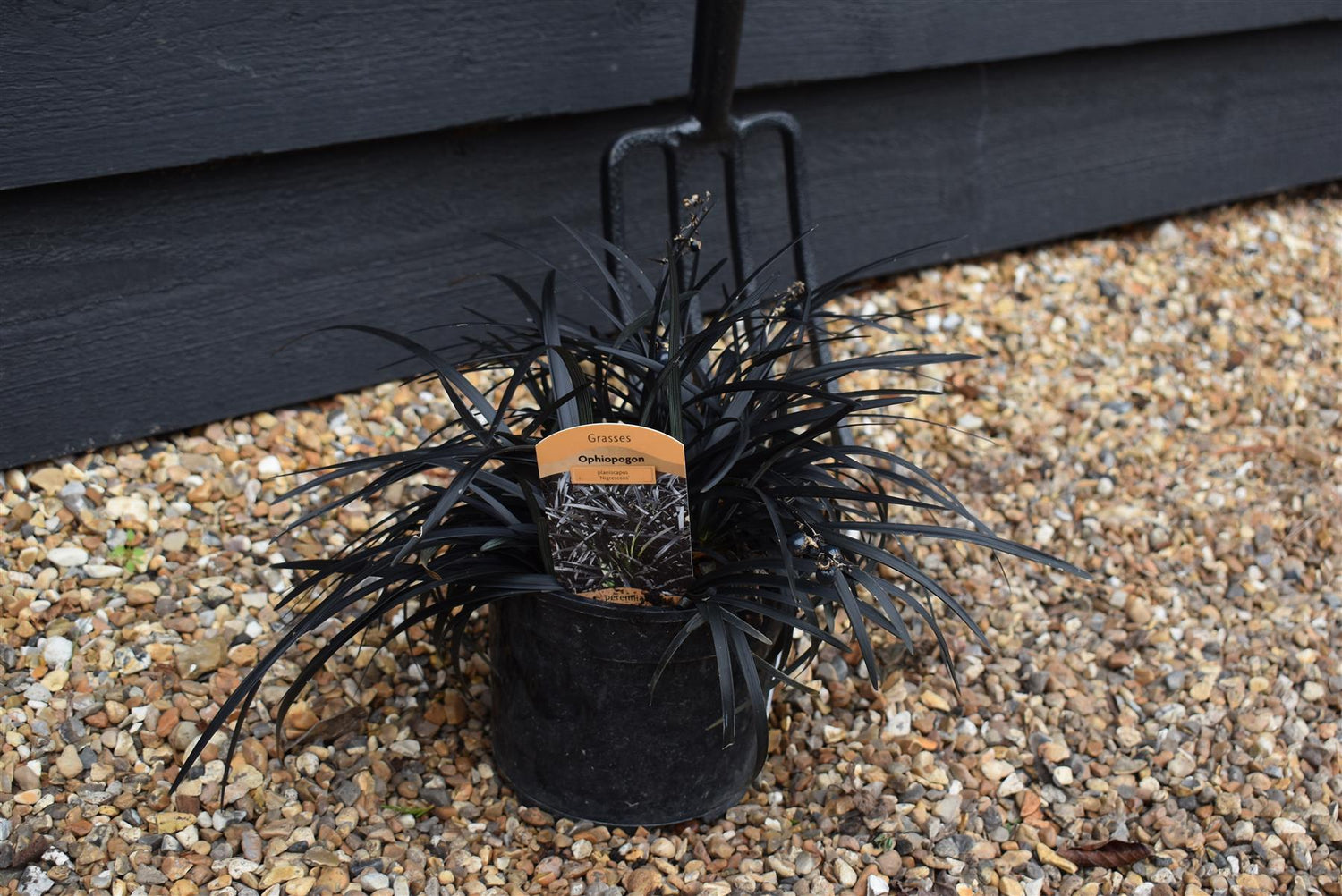 Black Mondo Grass | Ophiopogon planiscapus nigrescens - Height 10cm Width 10cm - 3lt