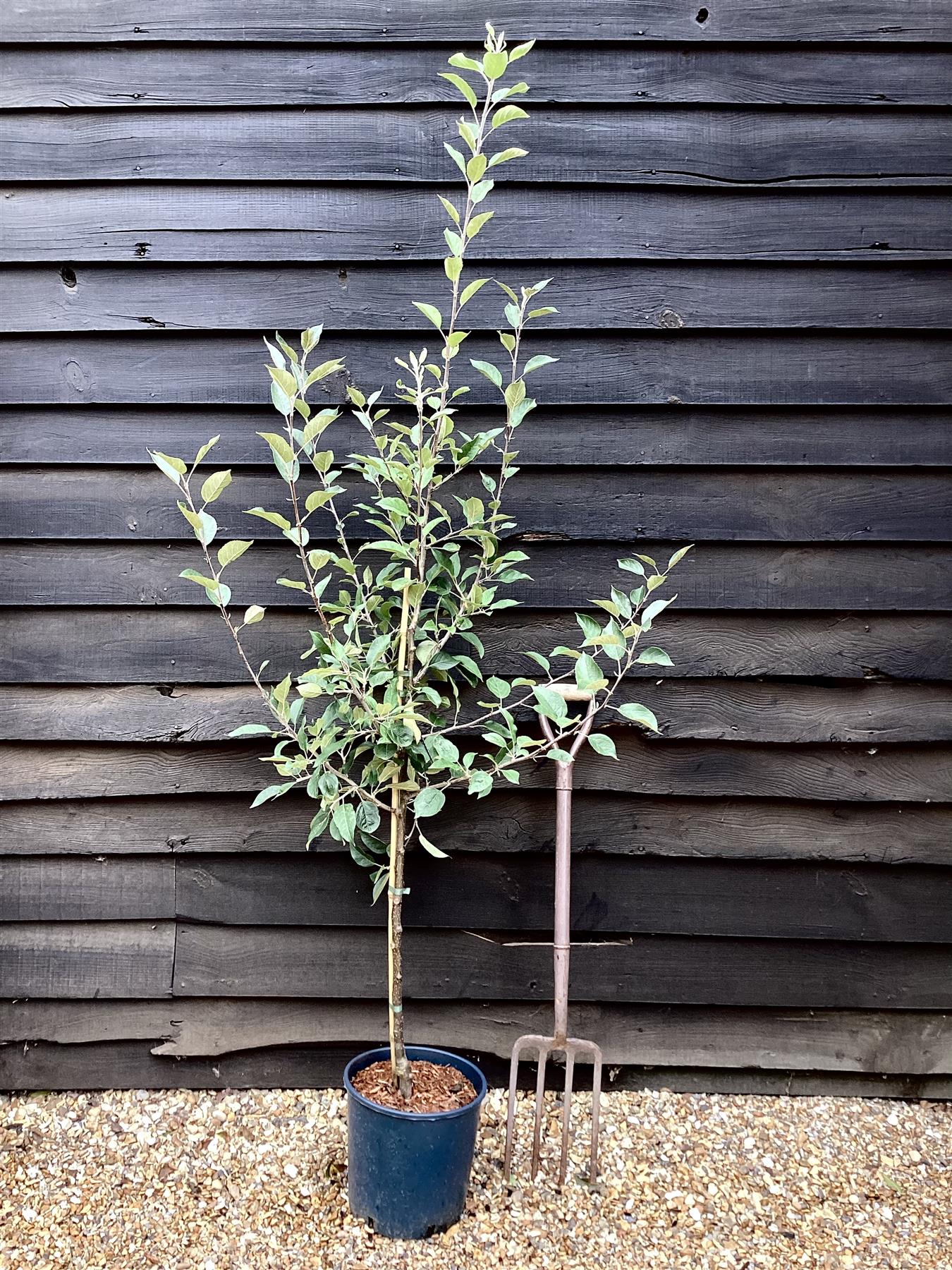 Apple tree 'Laxton's Superb' | Malus domestica - TM26 - Dwarfing - 140-150cm - 10lt