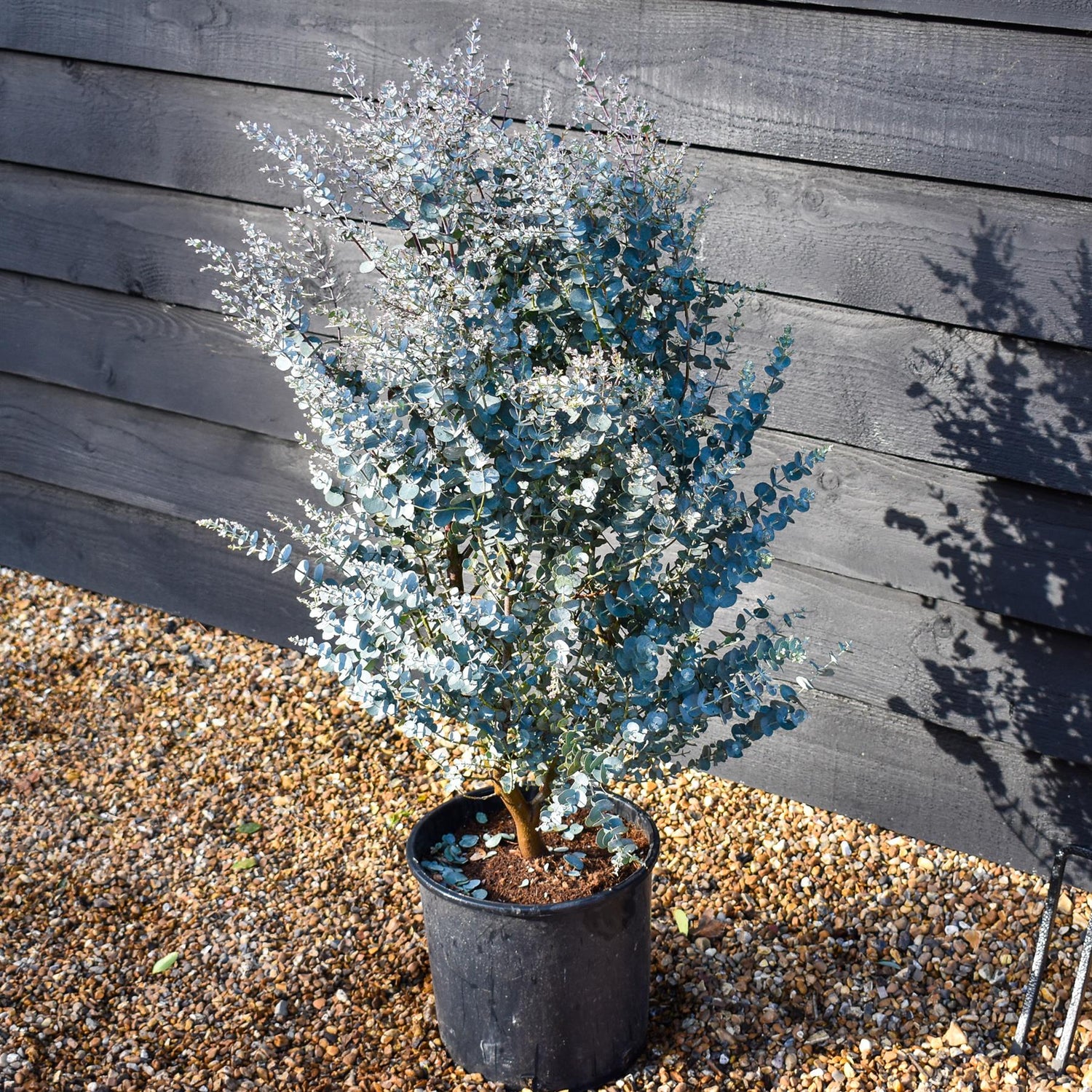 Eucalyptus gunnii 'Azura' | Cider Gum Shrub - Bushy - Height 80-90cm - 10lt