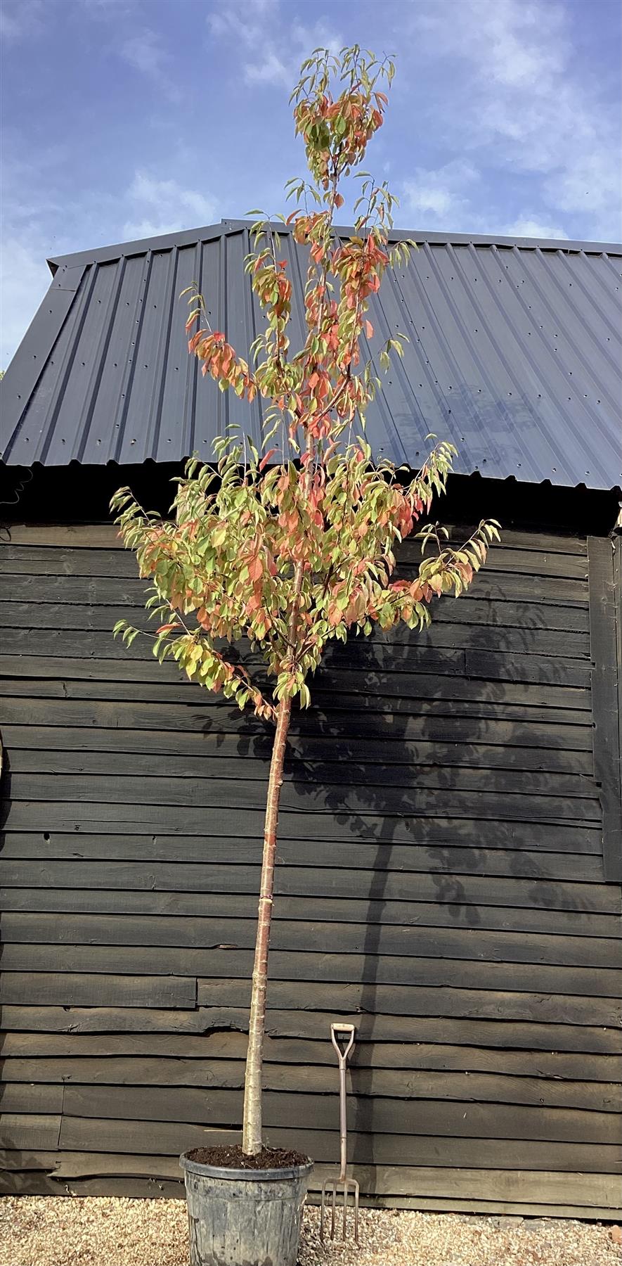 Prunus avium | Wild Cherry Mature Tree - Clear Stem - Girth 20cm - 420-450cm, 50lt