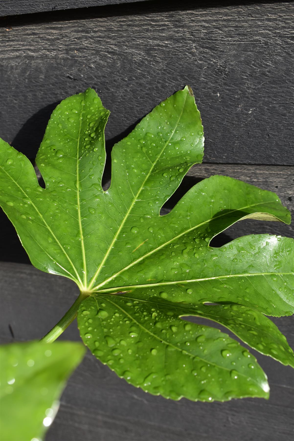 Fatsia Japonica (Japanese aralia) - Height - 60-70cm, 10lt