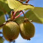 Actinidia deliciosa 'Jenny' - 200-220cm - 30lt