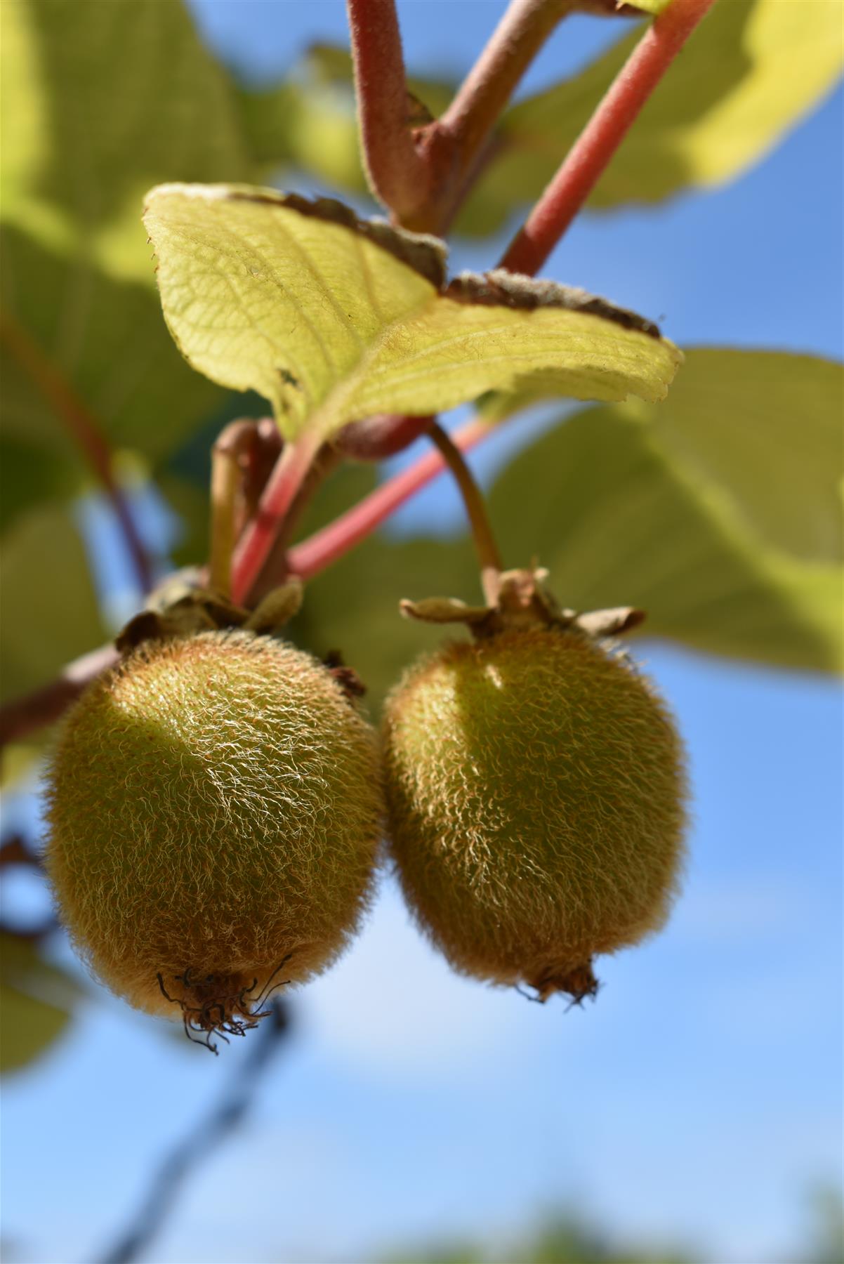 Actinidia deliciosa 'Jenny' - 200-220cm - 30lt