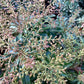 Pieris japonica 'Passion'- Shrub - Height 30-40cm - Width 40cm - 7lt