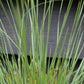 Stipa gigantea | Giant Feather Grass 30-60cm - 3lt