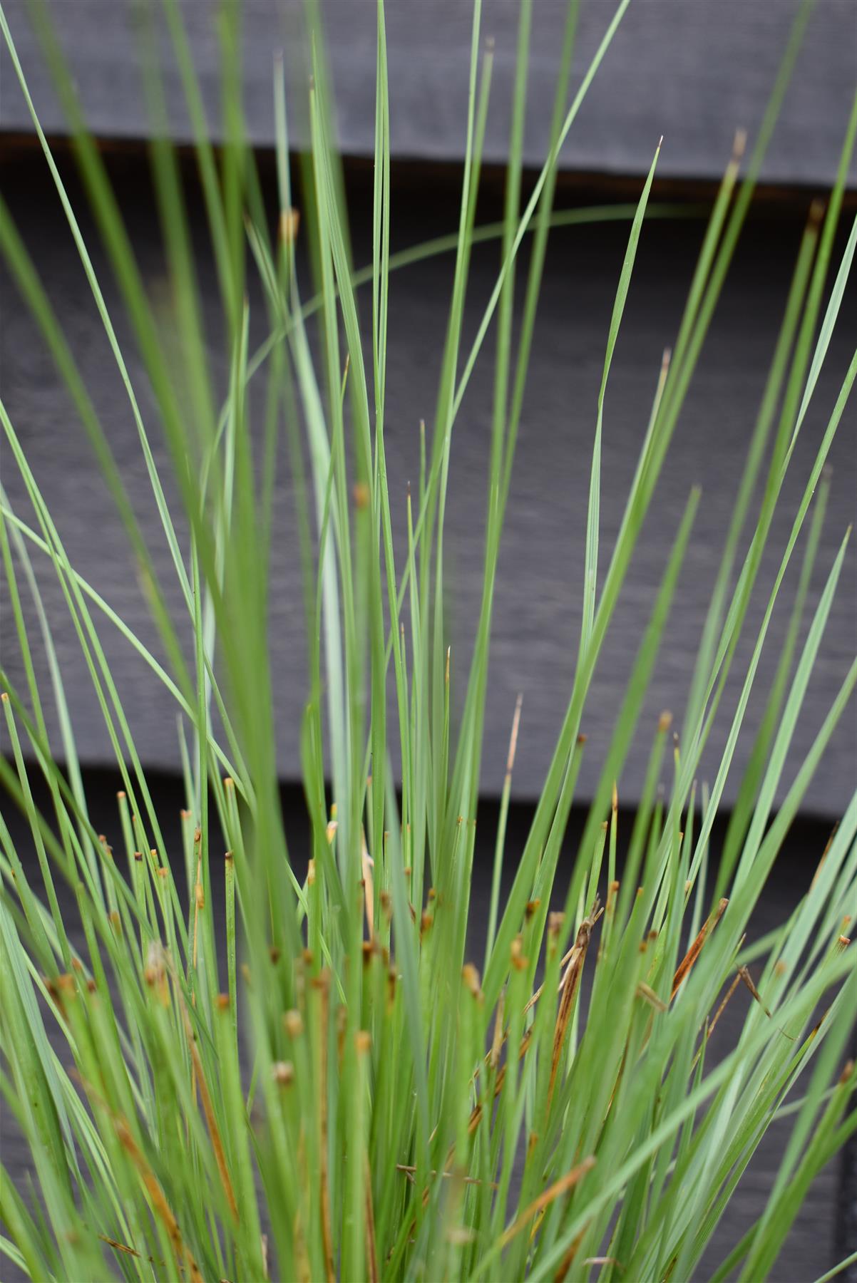 Stipa gigantea | Giant Feather Grass 30-60cm - 3lt