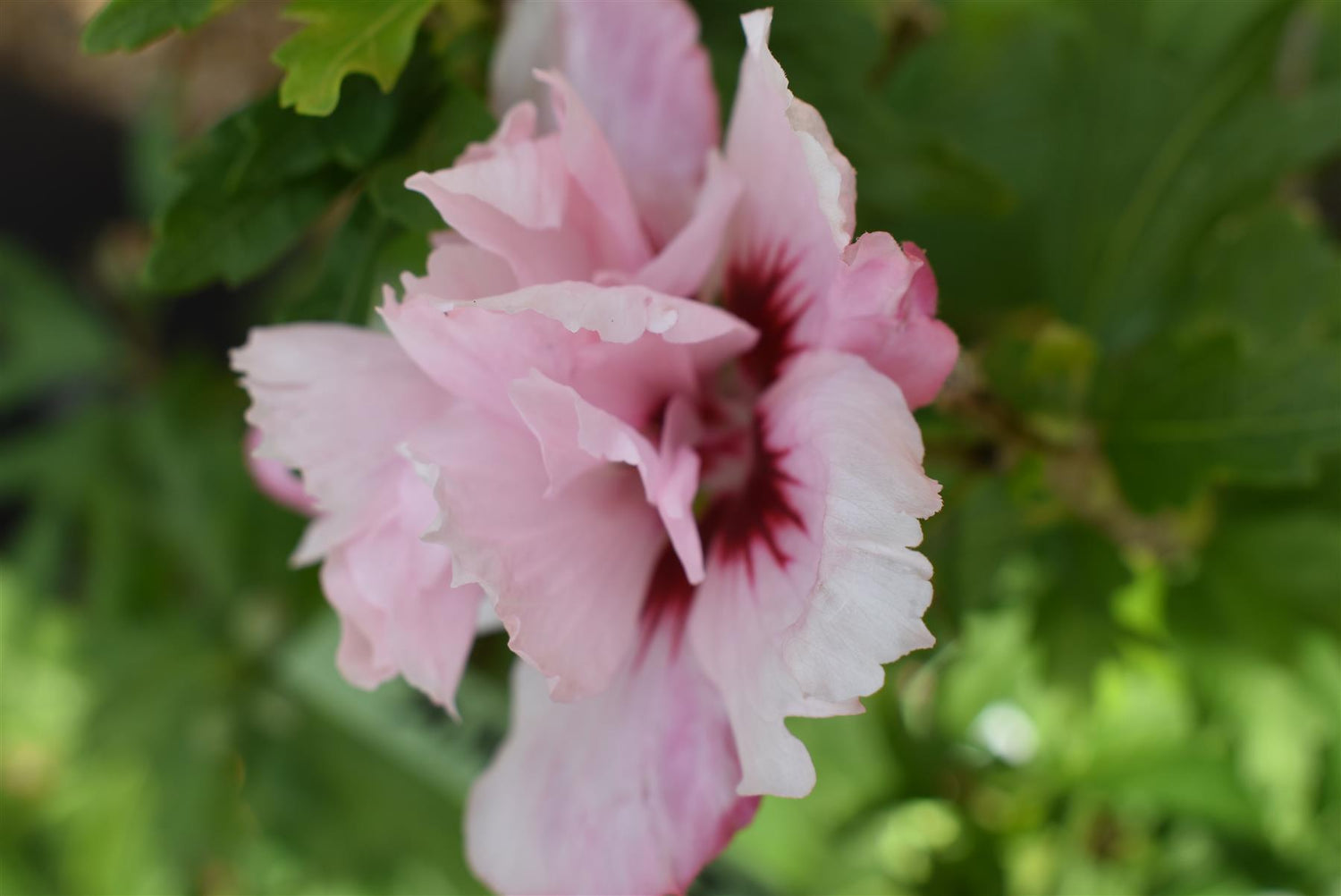 Hibiscus syriacus 'Leopoldii' | Rose of Sharon 'Leopoldii' - 50-60cm, 10lt