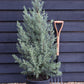 Cupressus arizonica var. glabra 'Glauca' | Arizona cypress 'Glauca' - Height 110-130cm - 20lt