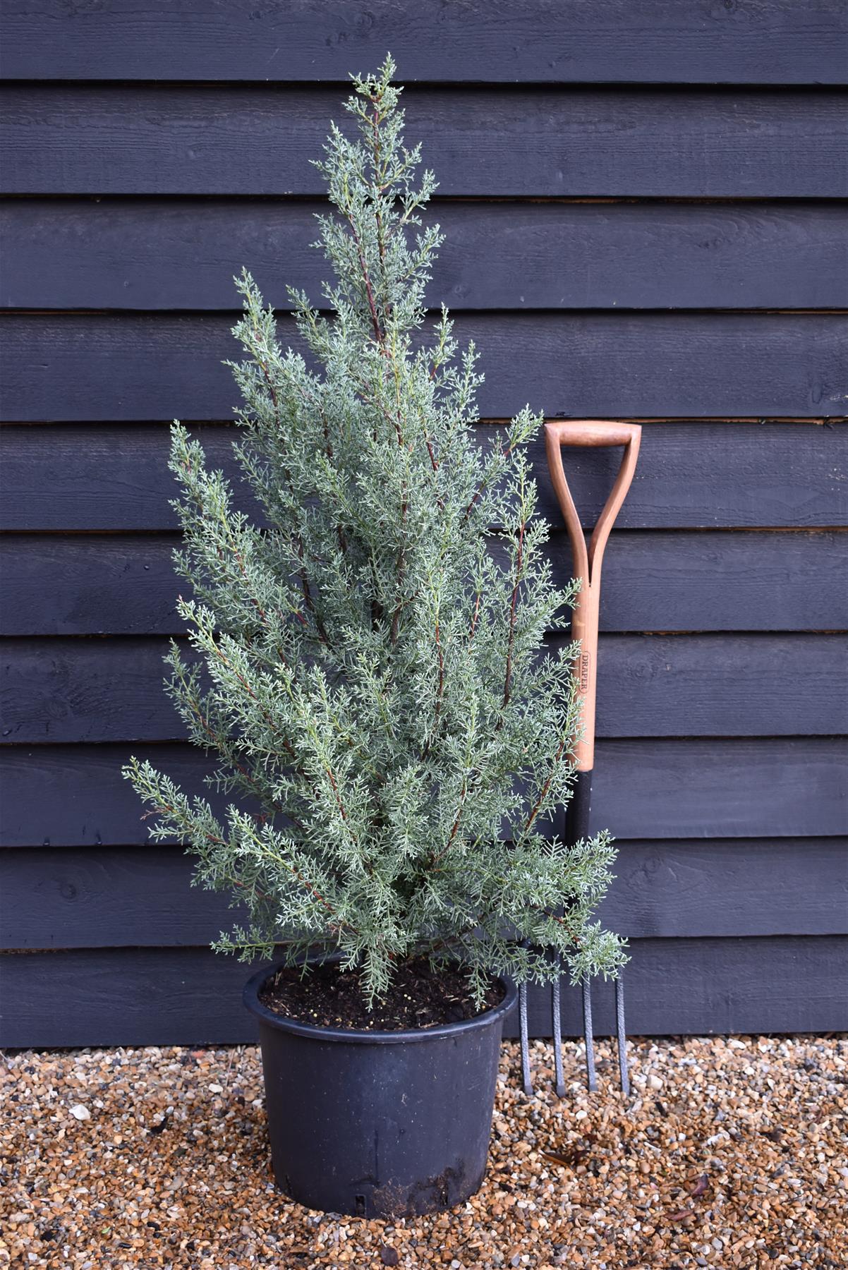 Cupressus arizonica var. glabra 'Glauca' | Arizona cypress 'Glauca' - Height 110-130cm - 20lt