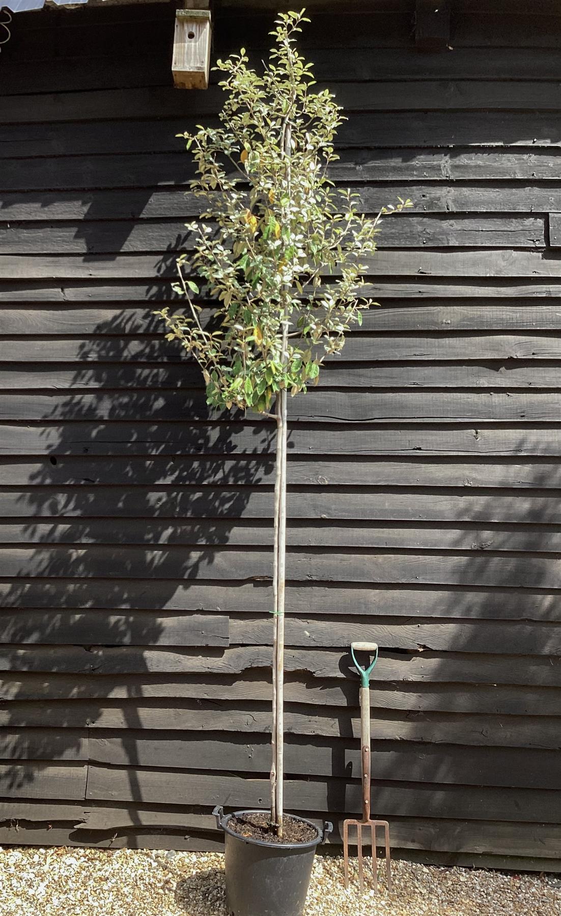 Elaeagnus ebbingei Tree | Ebbinge's silverberry - Girth 5-6cm - 350-370cm - 30lt