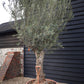 Olive Tree | Olea Europea - Specimen - Twisted Trunk - Bowl 90lt