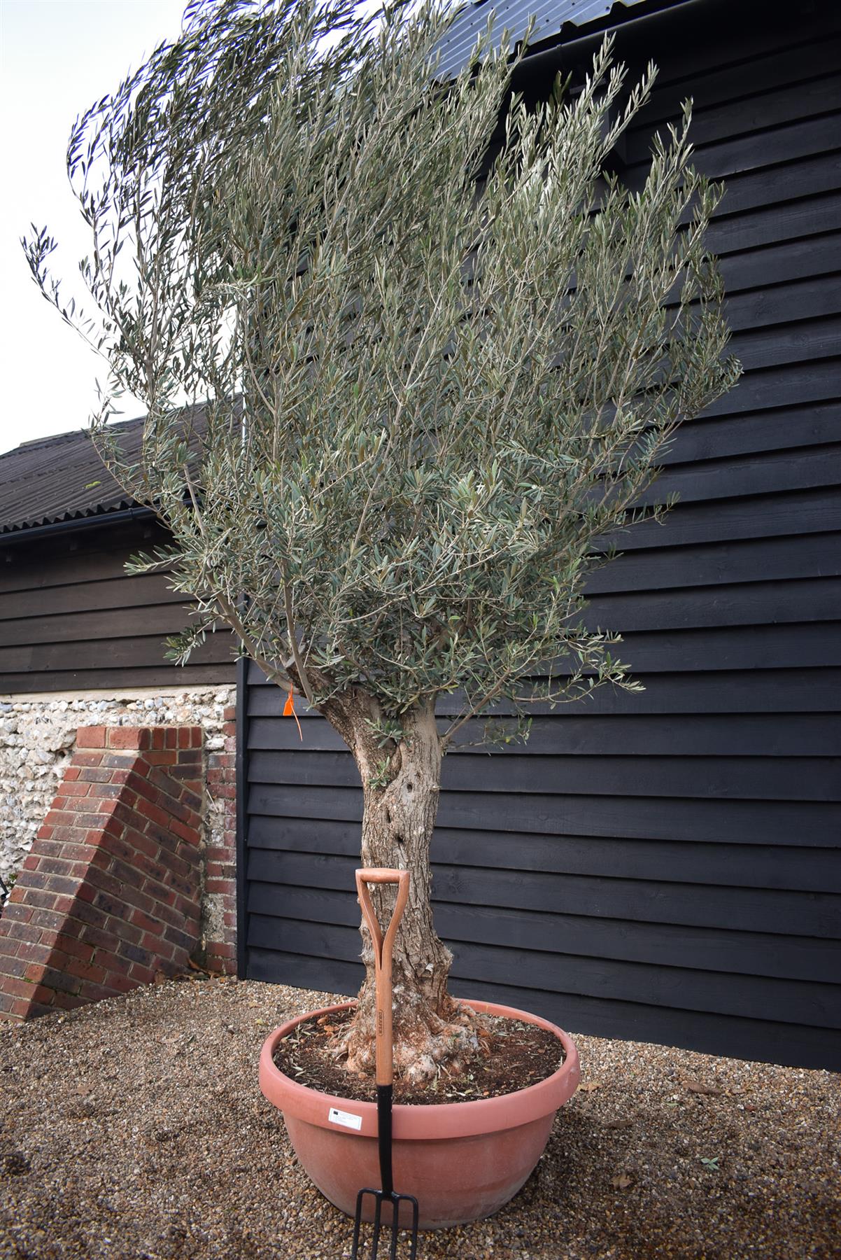 Olive Tree | Olea Europea - Specimen - Twisted Trunk - Bowl 90lt