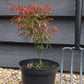 Acer palmatum 'Royal Garnet' | Japanese Maple 'Royal Garnet' - Bushy - Height 30-50cm - 3lt