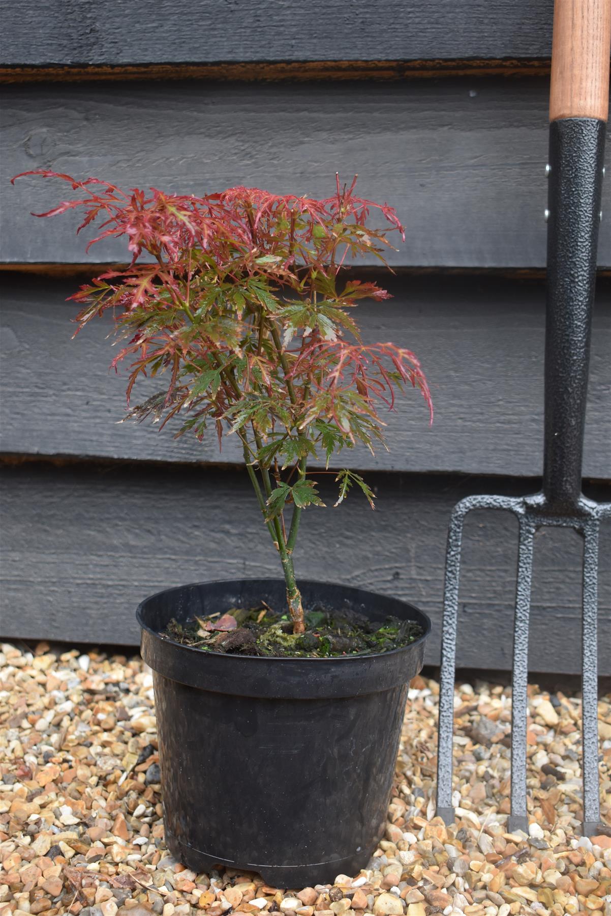 Acer palmatum 'Royal Garnet' | Japanese Maple 'Royal Garnet' - Bushy - Height 30-50cm - 3lt