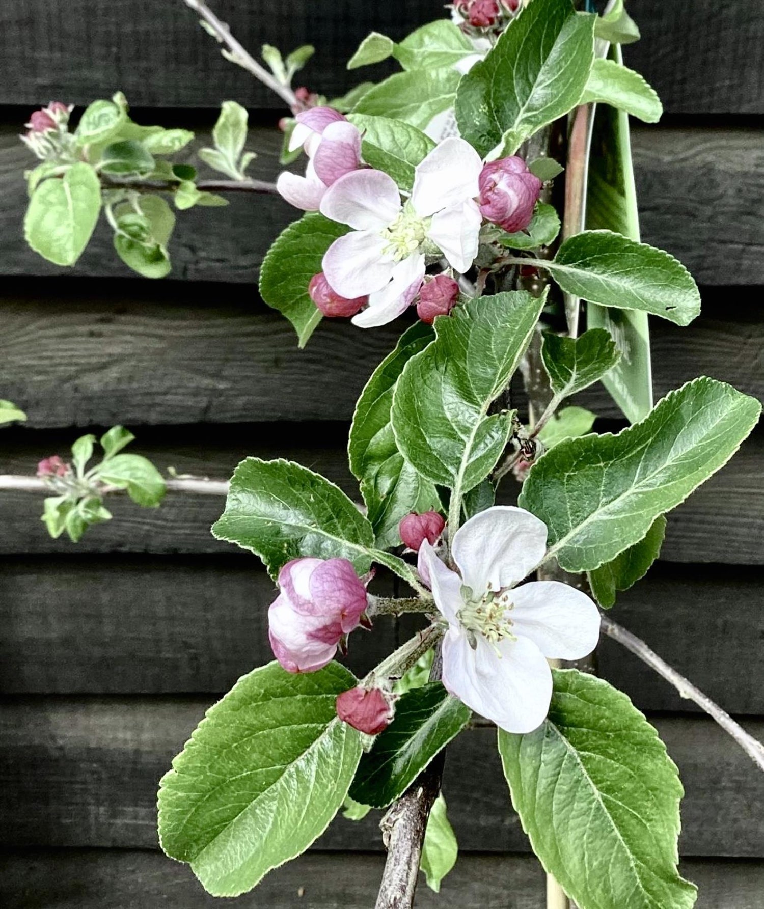 Apple tree 'Fiesta' | Malus domestica - MM106 - Semi-Dwarfing - 150-160cm - 10lt