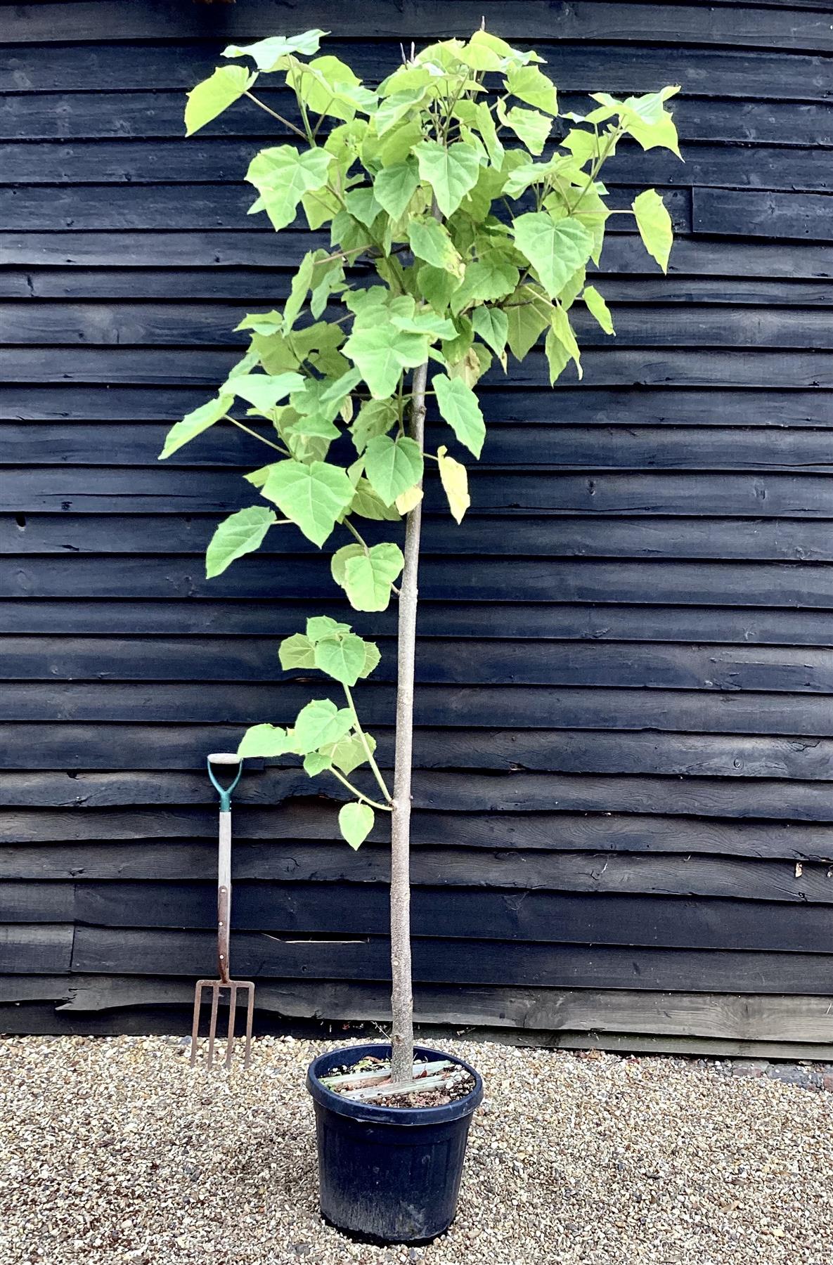 Paulownia tomentosa - Girth 12-14cm