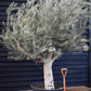 Olive Tree | Olea Europea - Specimen  - Forking branches - Height 250 -300 cm - 280lt