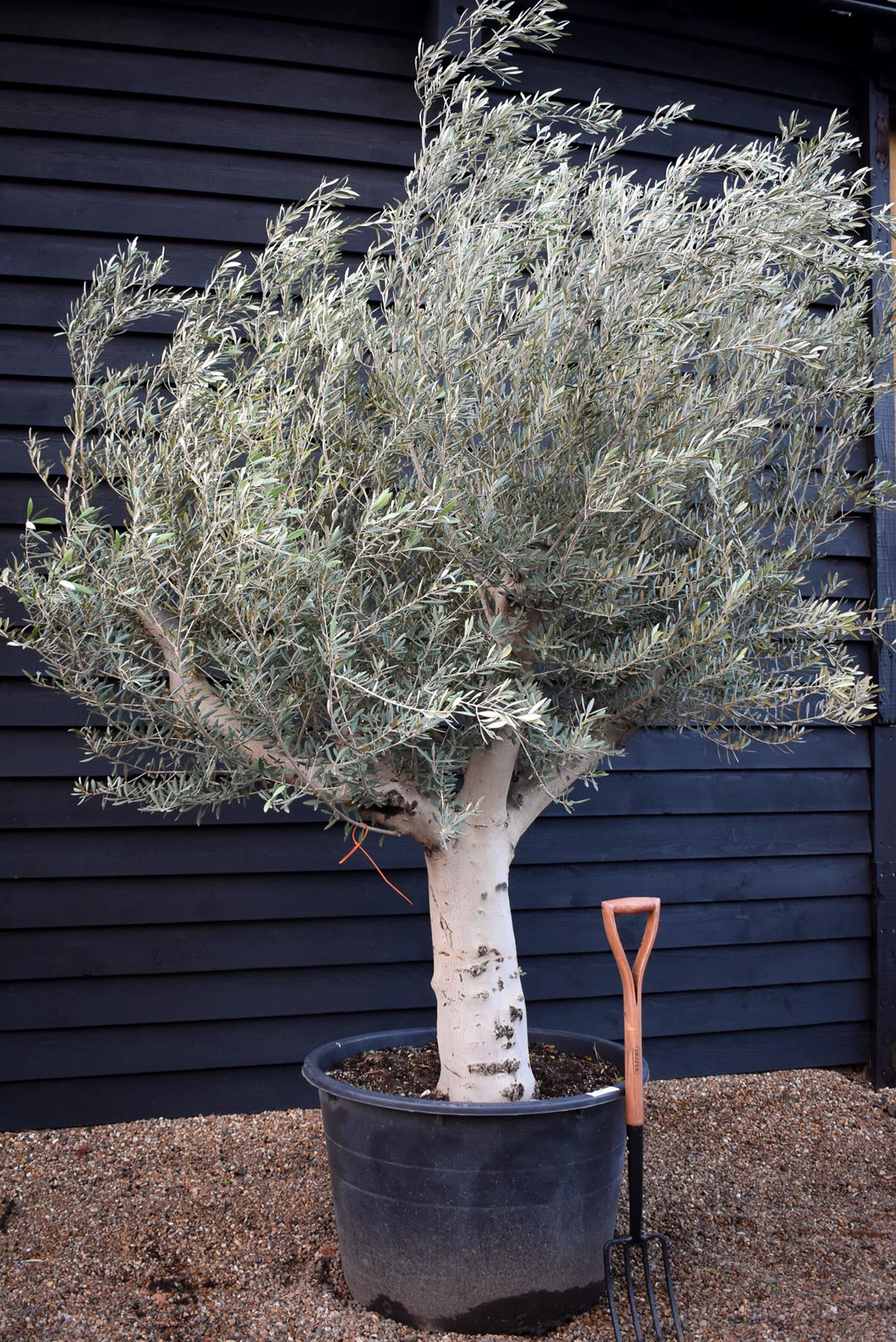 Olive Tree | Olea Europea - Specimen  - Forking branches - Height 250 -300 cm - 280lt