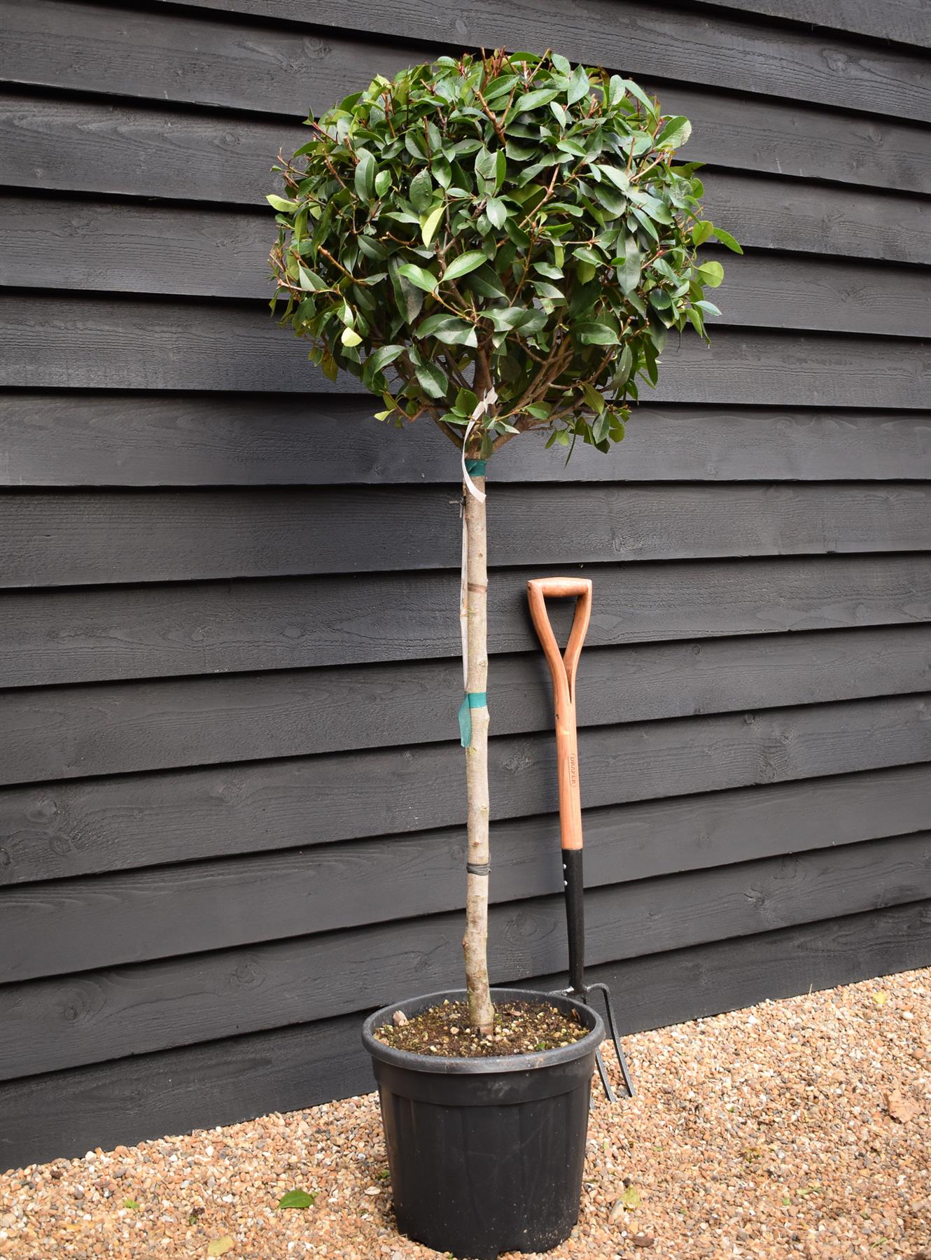 Photinia Red Robin | Christmas berry 'Little Red Robin' - 1/2 std - Height 150-160cm - 35lt