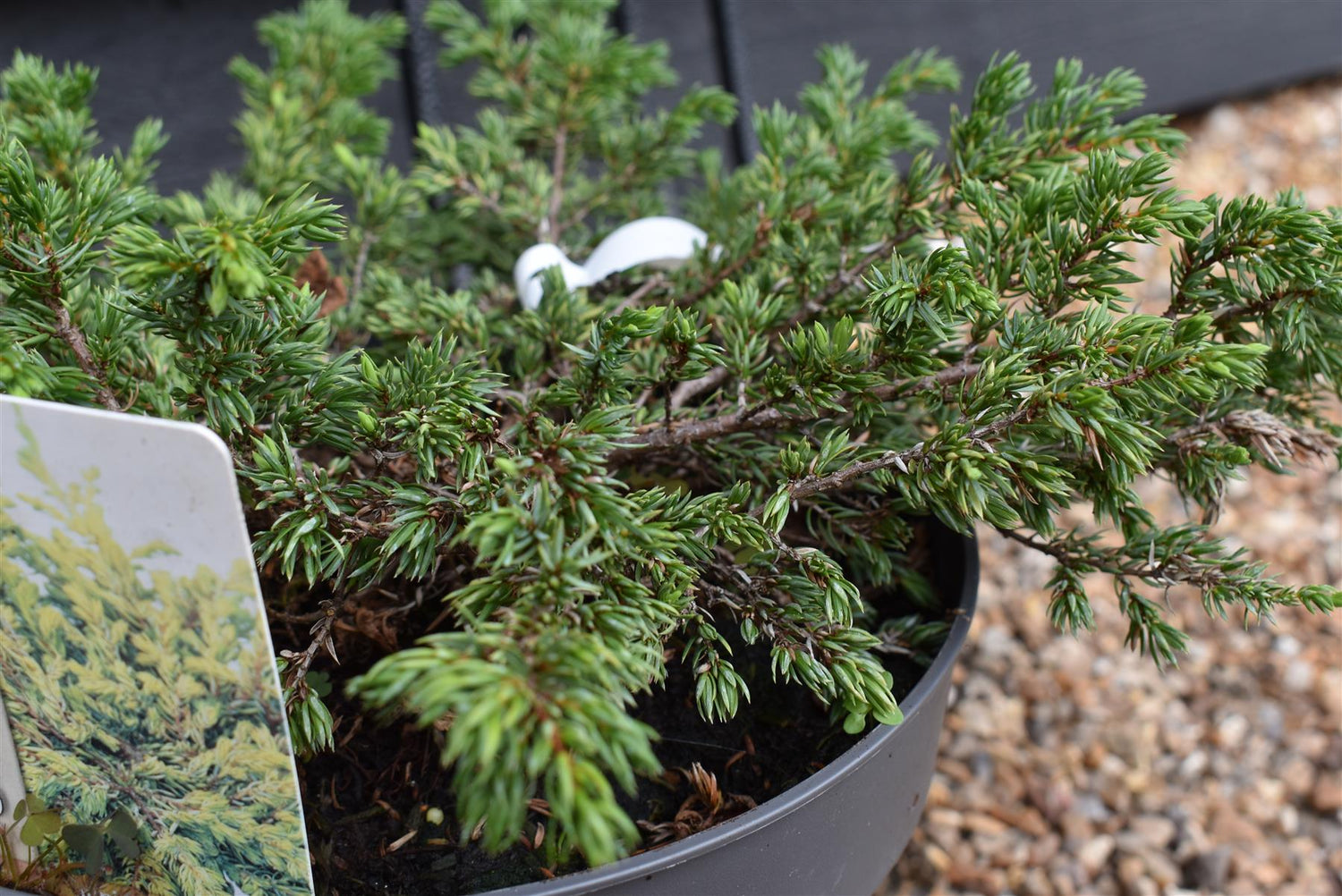 juniper ground covering shrub | Juniperus communis 'Goldschatz' - Width 30-40cm - Height 10-15cm - 5lt