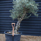 Olive Tree | Olea Europea - Specimen - Leaning double branch gnarly - Trunk height 60cm - Height 170cm - Girth 50cm - 160lt