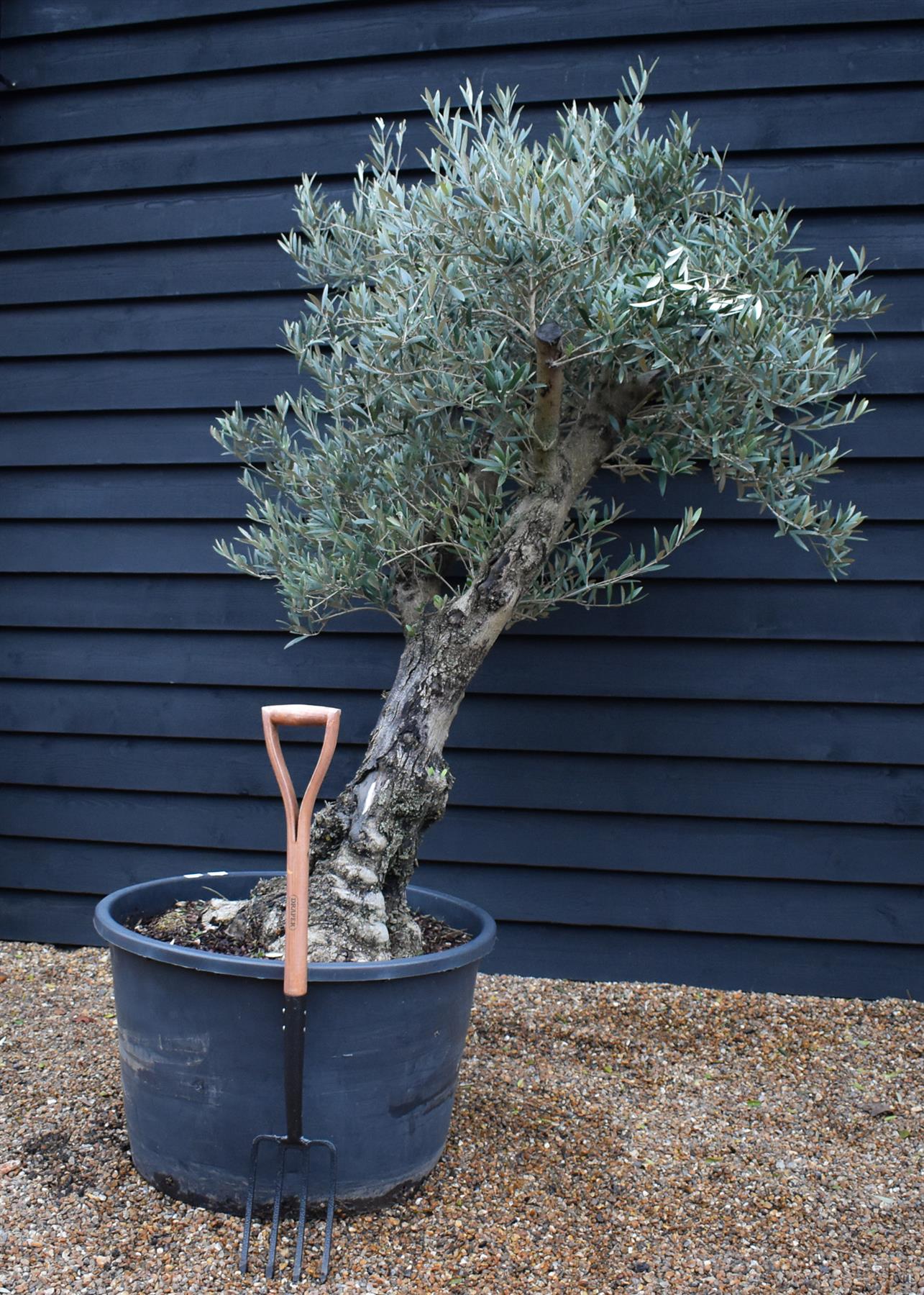 Olive Tree | Olea Europea - Specimen - Leaning double branch gnarly - Trunk height 60cm - Height 170cm - Girth 50cm - 160lt